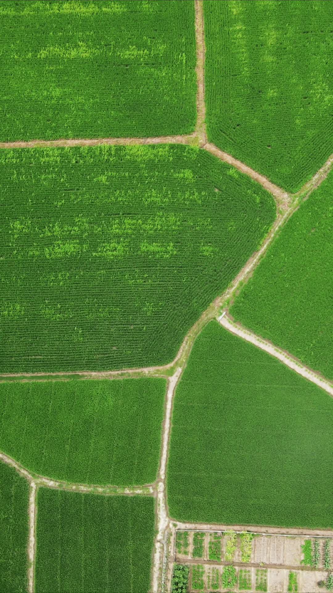 绿色农田农业种植水稻竖屏航拍视频的预览图