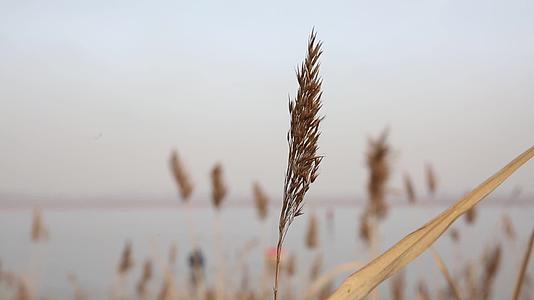 镜头合集天津海河岸边芦苇荡野草视频的预览图
