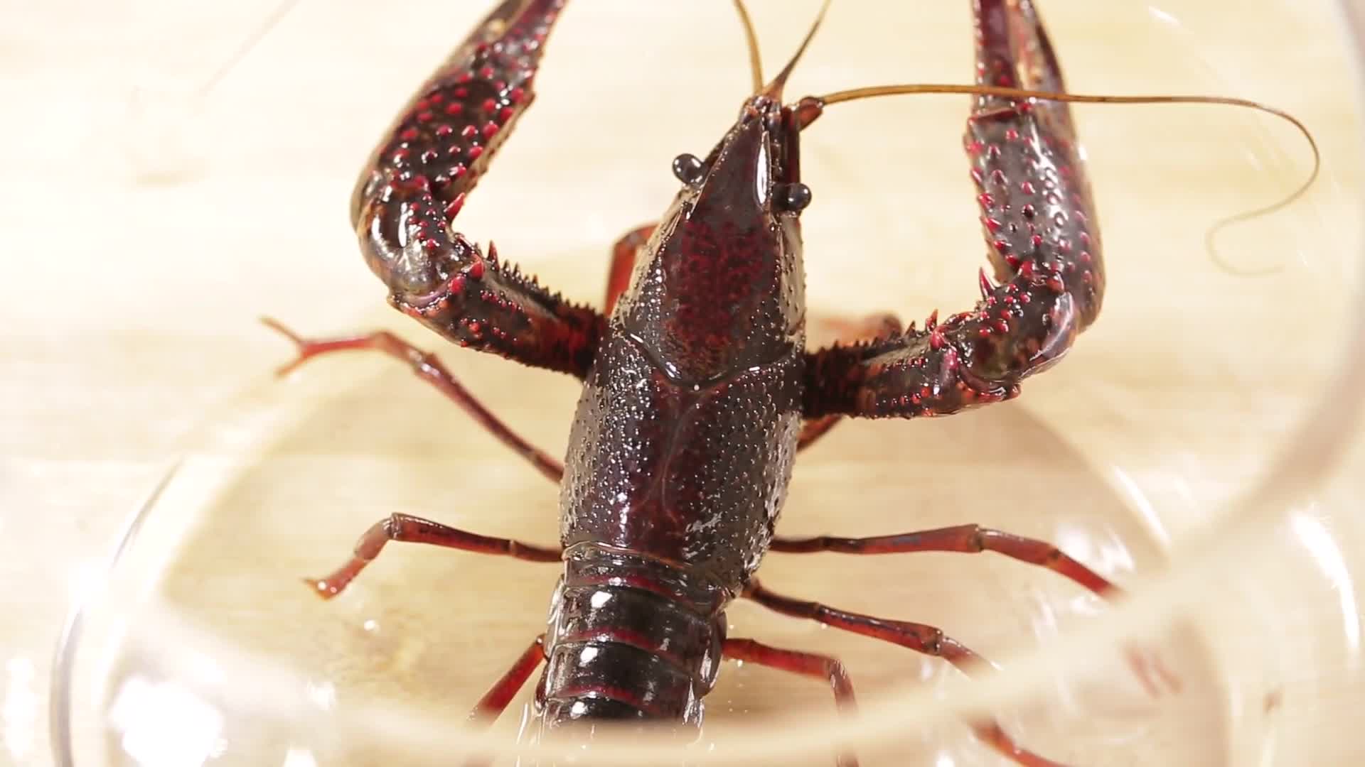 镜头合集污水池塘里的黑壳污染下龙虾视频的预览图