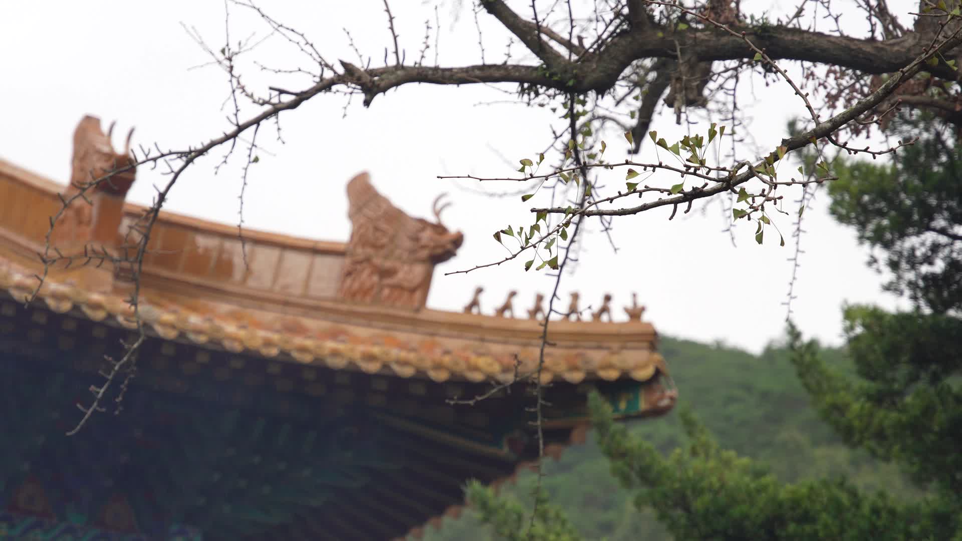 浙江舟山普陀山法雨寺视频的预览图