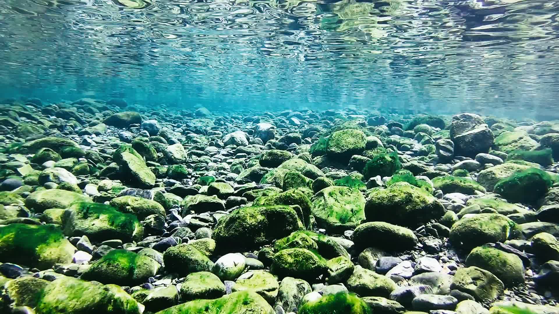 森林自然树林大自然原始生态环保氧吧水源河流溪流视频的预览图