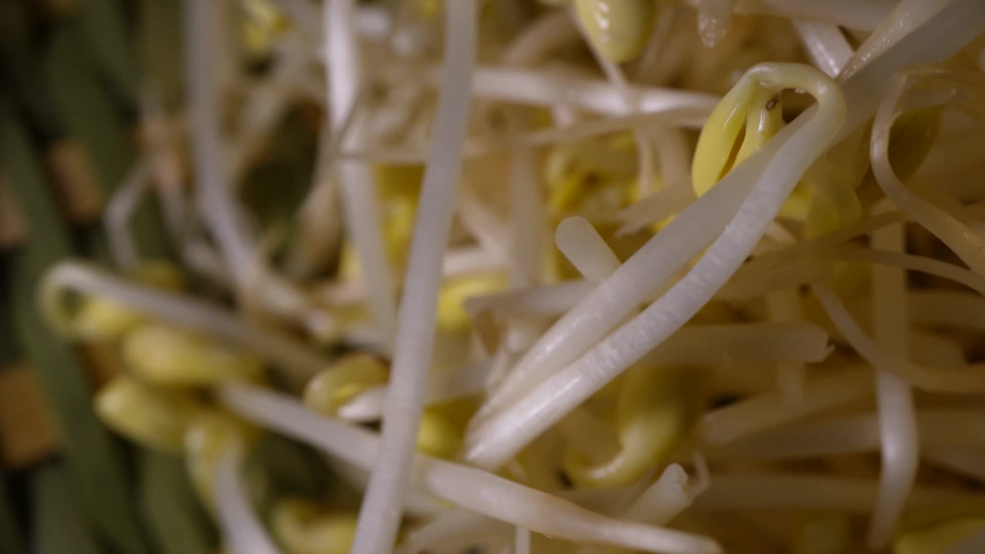 黄豆芽豆芽蔬菜芽苗菜视频的预览图