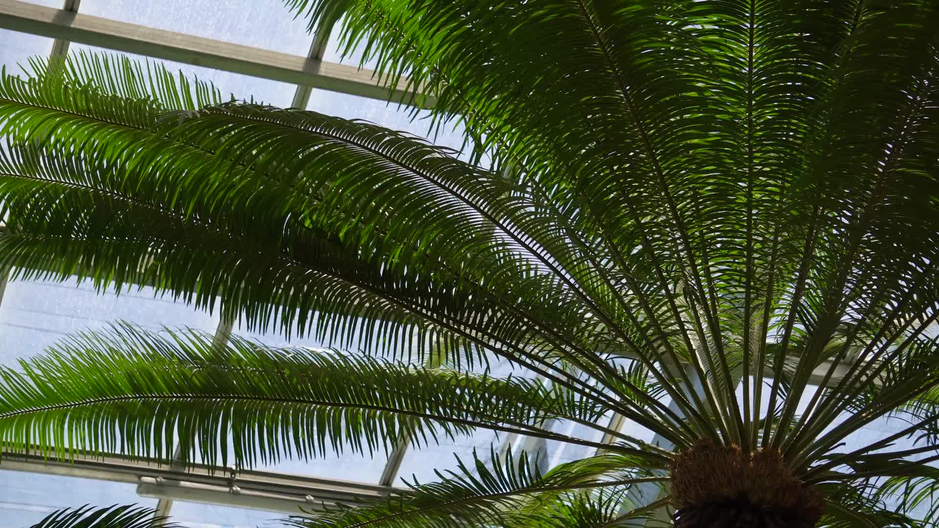 棕榈树铁树视频的预览图