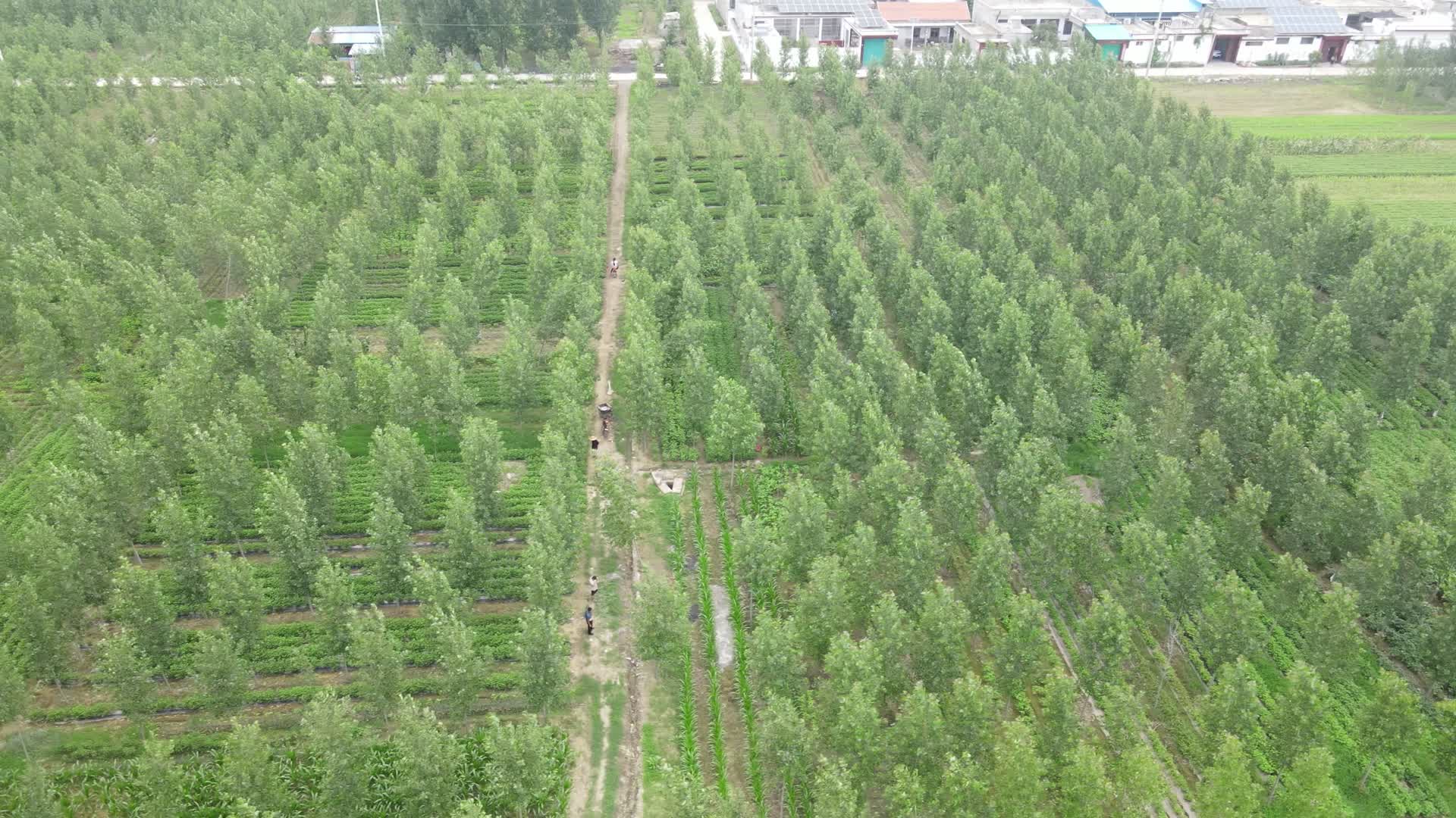 小数林航拍树一片数目树杨树视频的预览图