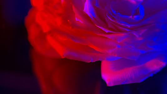 镜头合集红蓝光梦幻旋转花朵视频的预览图