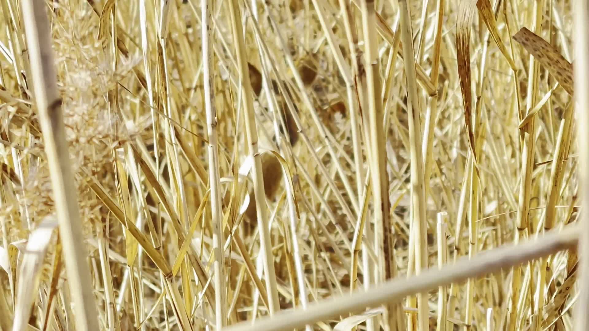 镜头合集芦苇丛芦苇荡里隐藏的狍子梅花鹿小动物视频的预览图