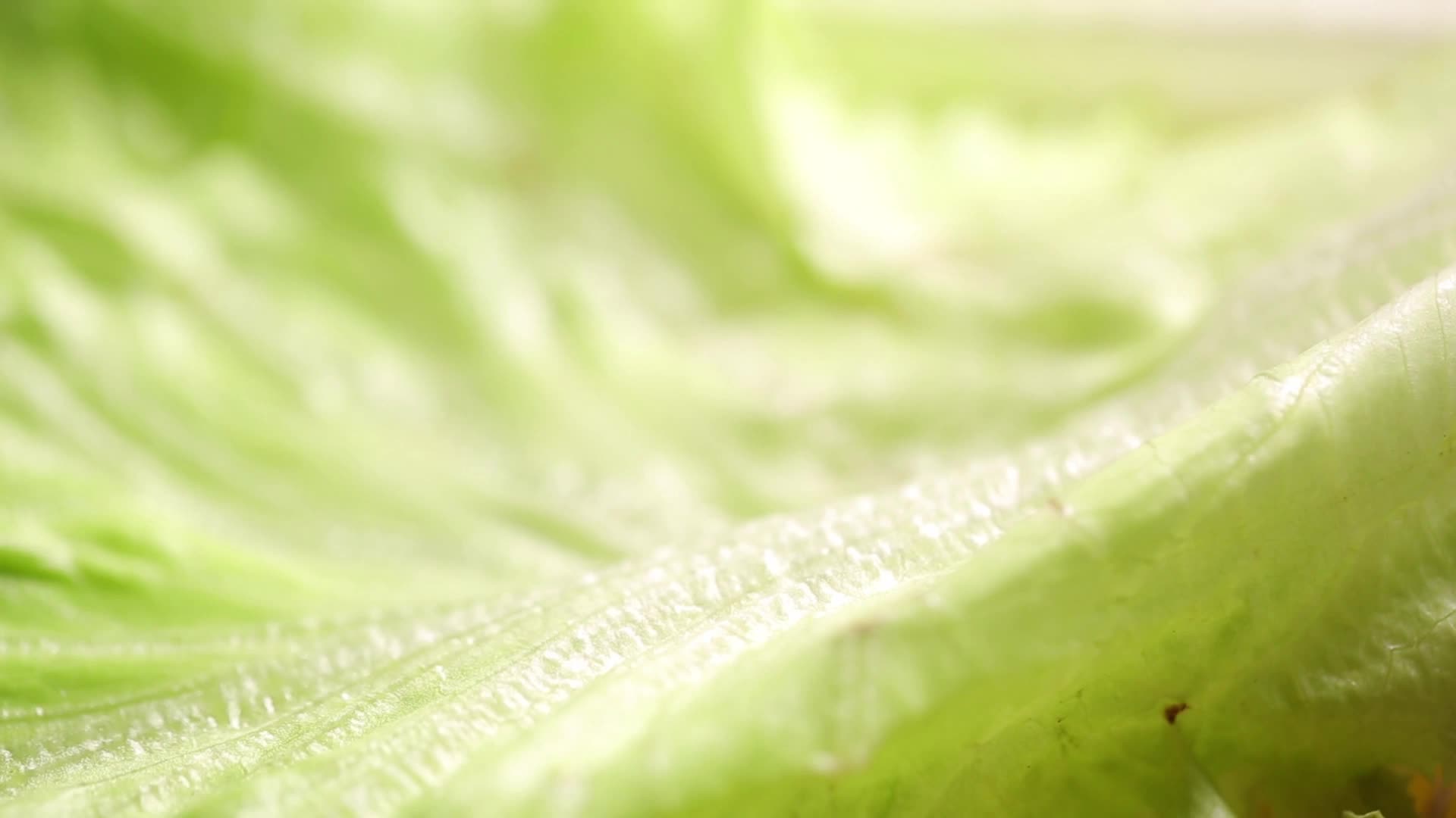 镜头合集绿色菜叶蔬菜叶子视频的预览图