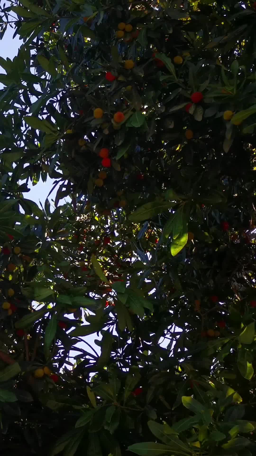 成熟杨梅果树果子实拍视频的预览图