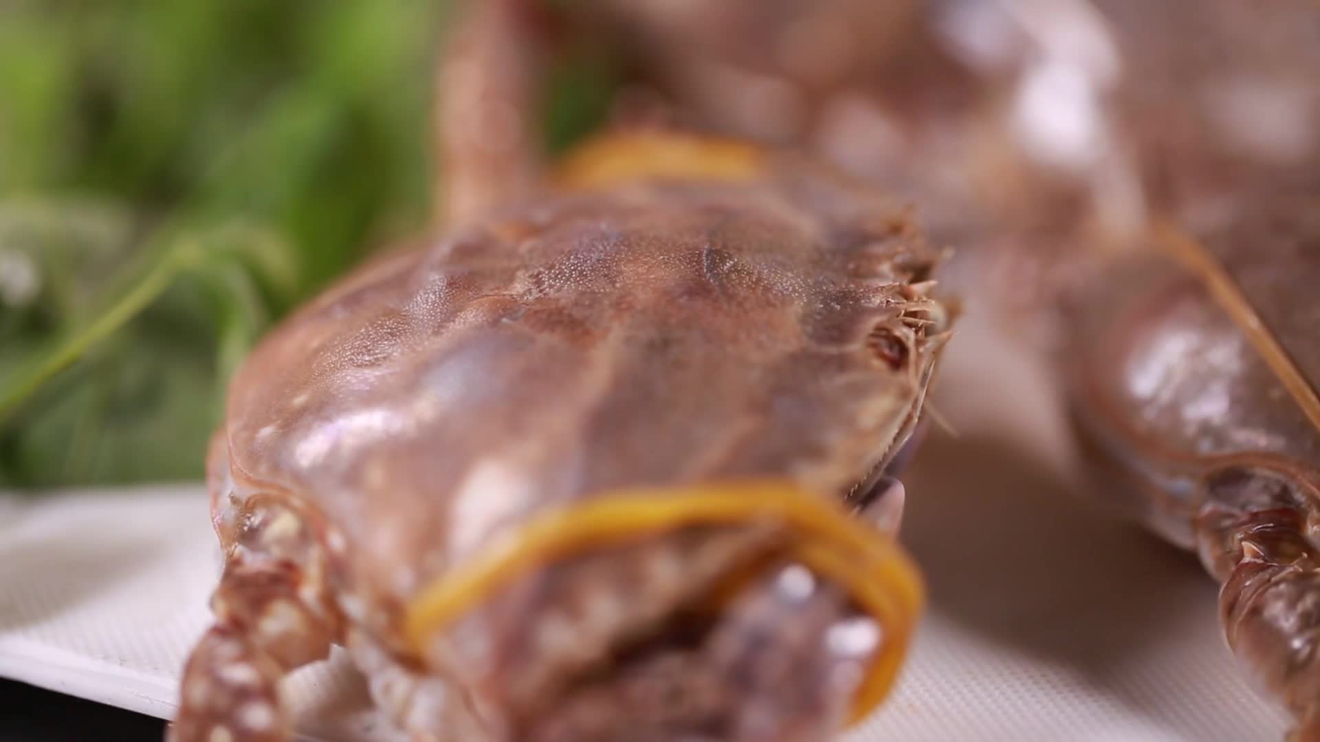镜头合集螃蟹梭子蟹飞蟹视频的预览图