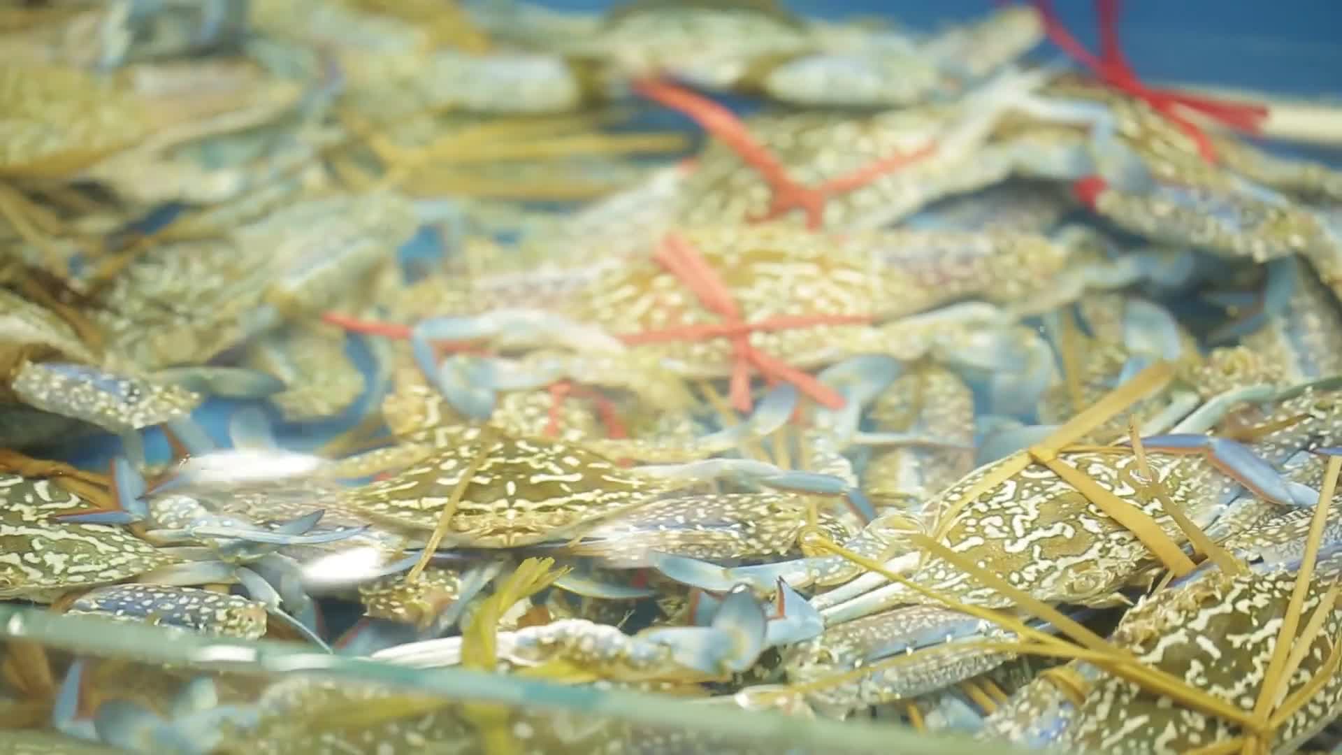 镜头合集市场里的鲜活梭子蟹兰花蟹视频的预览图