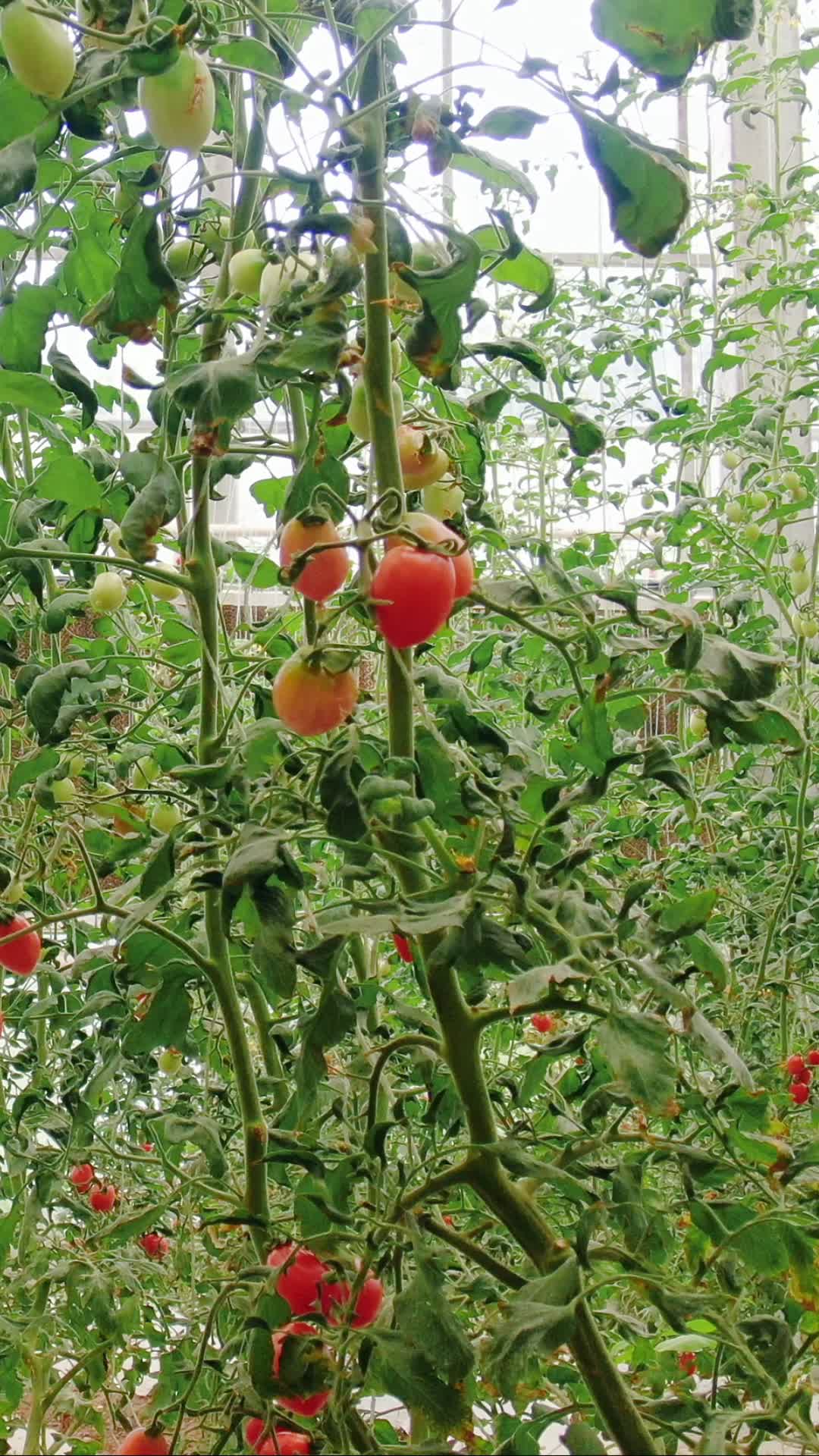现代农业西红柿蔬菜种植竖屏视频的预览图
