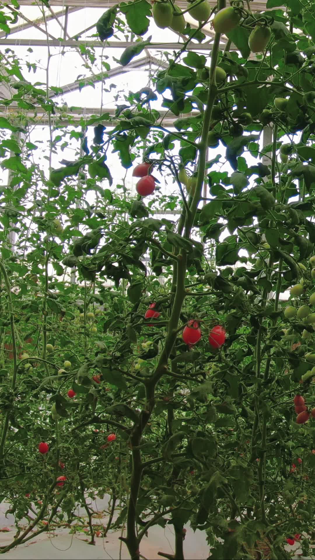 现代农业西红柿蔬菜种植竖屏视频的预览图