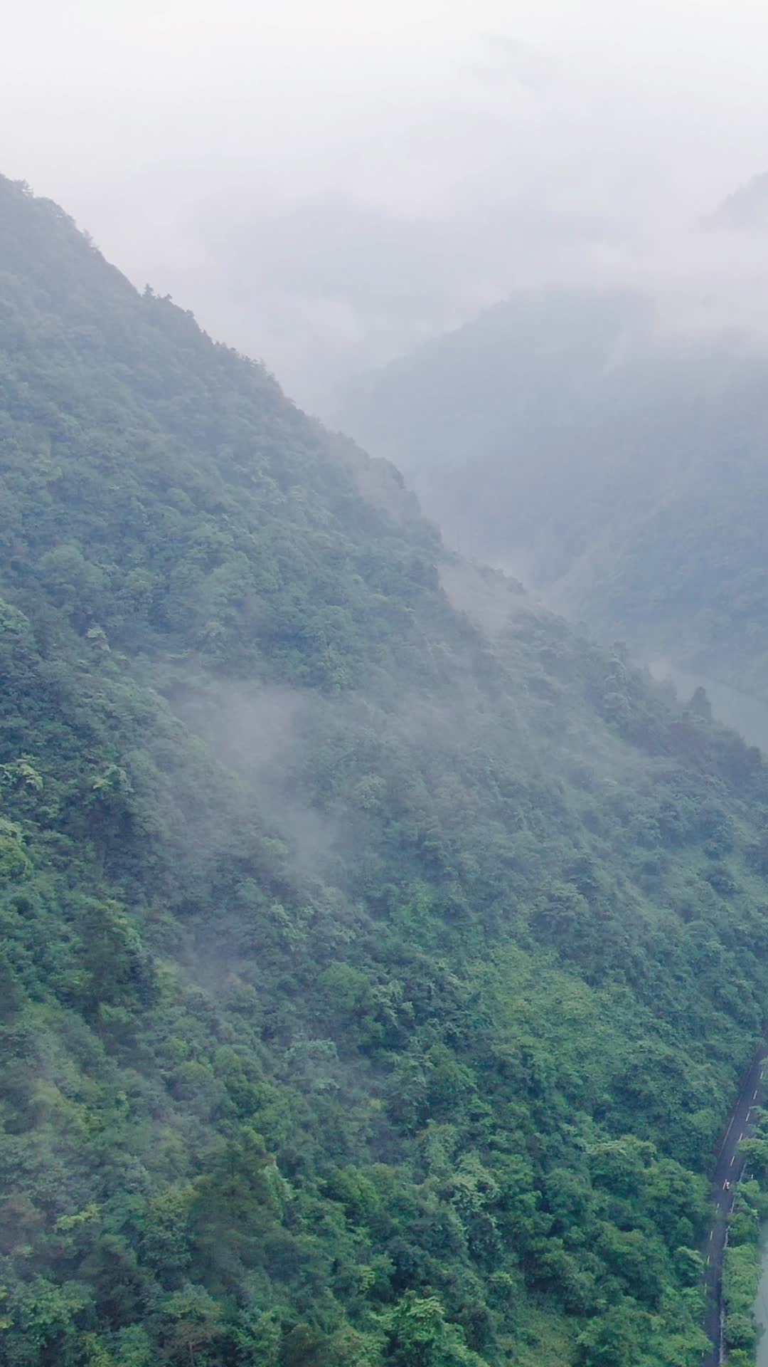 自然风光绿色森林山谷清晨云雾竖屏航拍视频的预览图