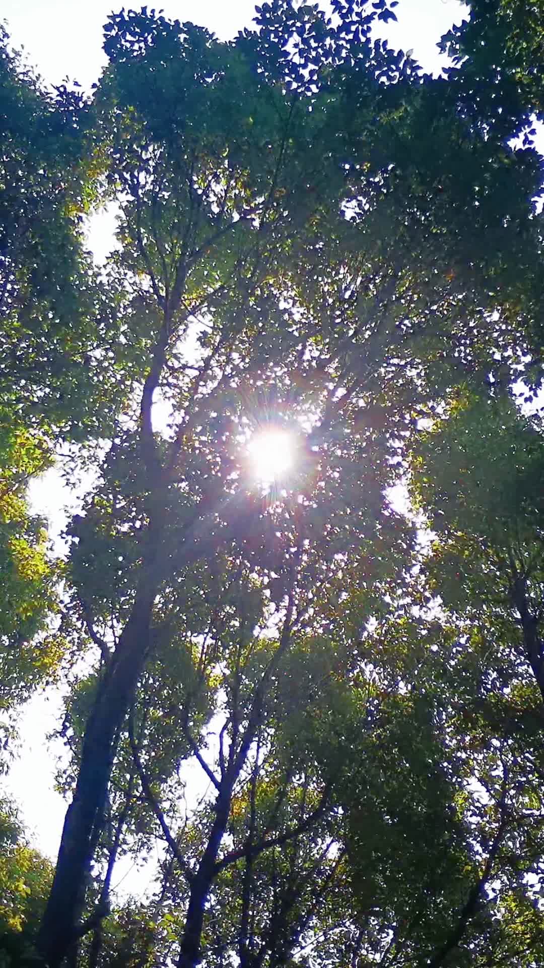 自然风光茂密绿色植物森林竖屏视频的预览图
