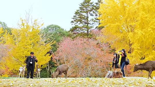 日本奈良看鹿视频的预览图