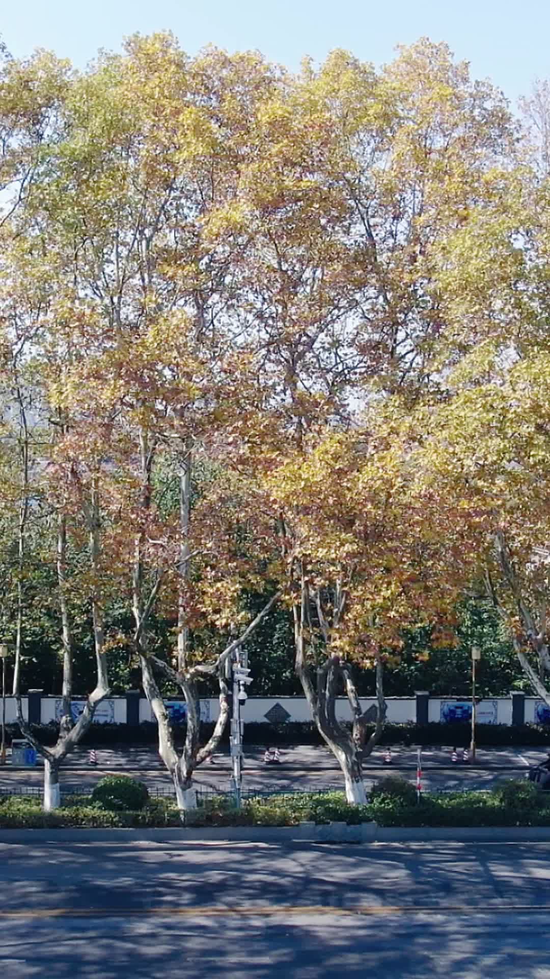 城市航拍南京秋天枯黄法国梧桐视频的预览图