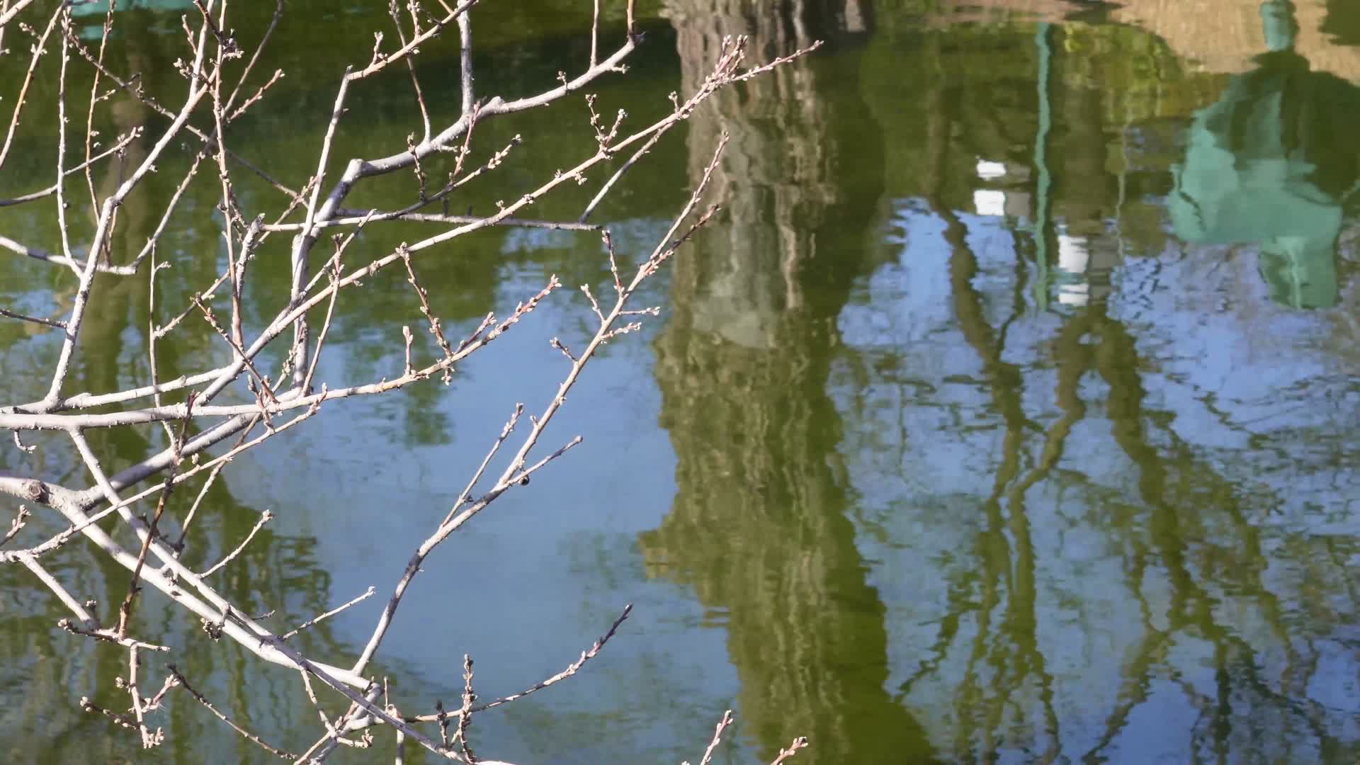 镜头合集水面湖面影子倒影水波纹视频的预览图