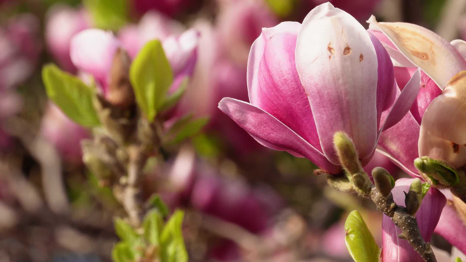 镜头合集特写粉红色玉兰花视频的预览图