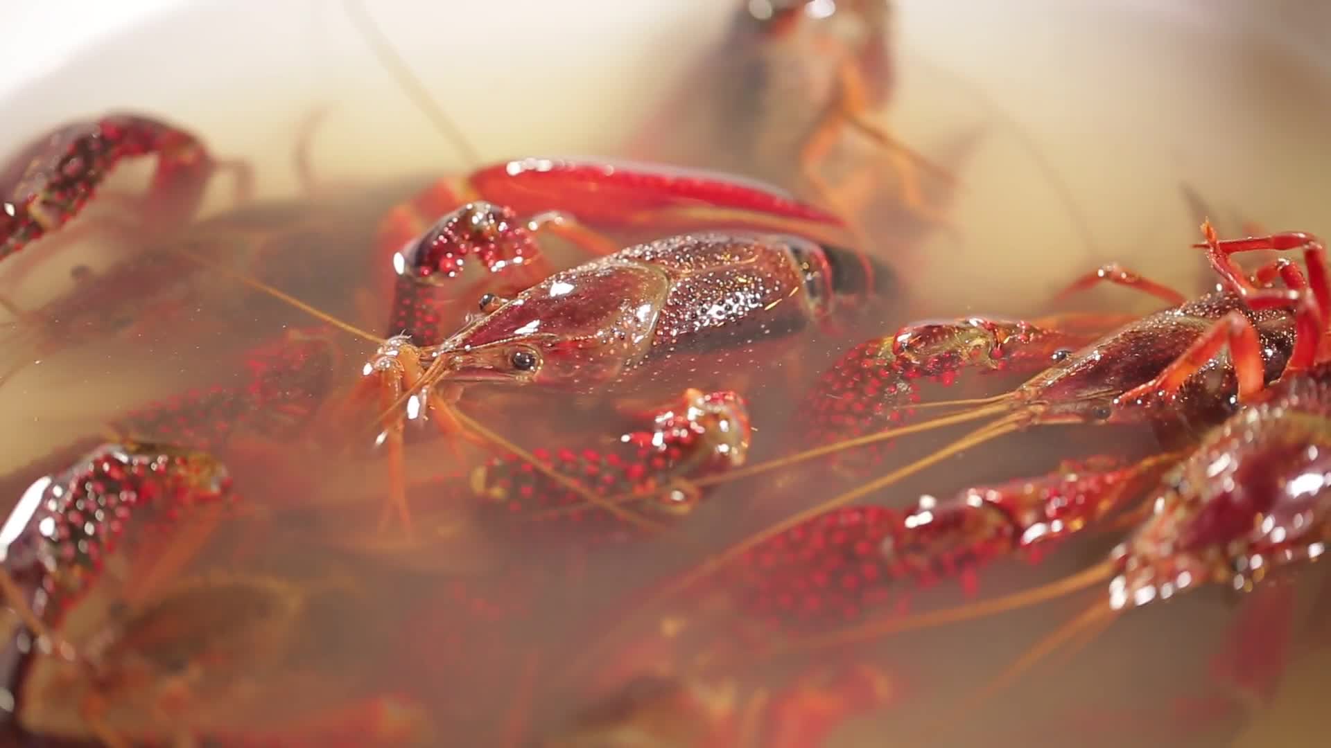 镜头合集污水小龙虾视频的预览图