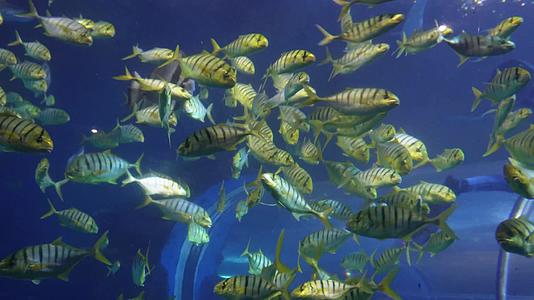 镜头合集鱼群深海神秘水下热带鱼视频的预览图