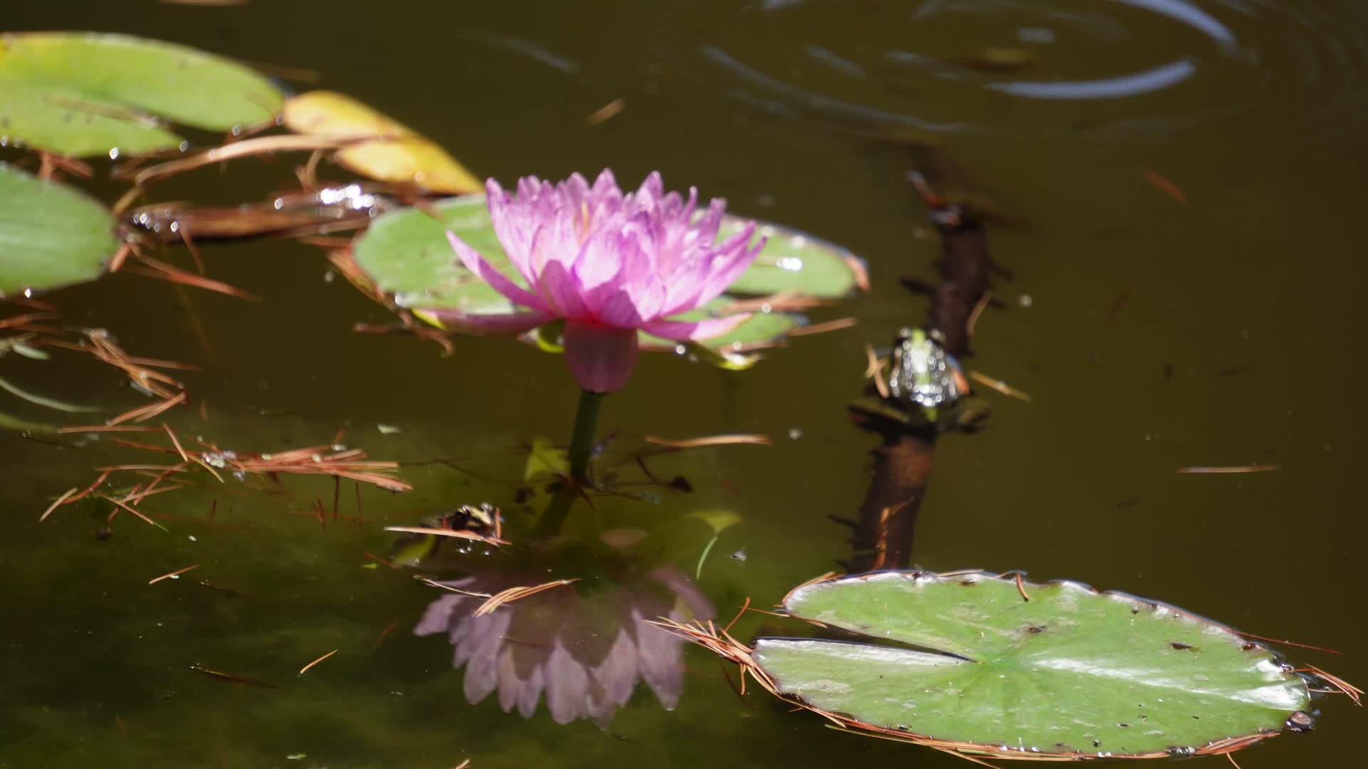 青蛙蛤蟆两栖动物池塘视频的预览图