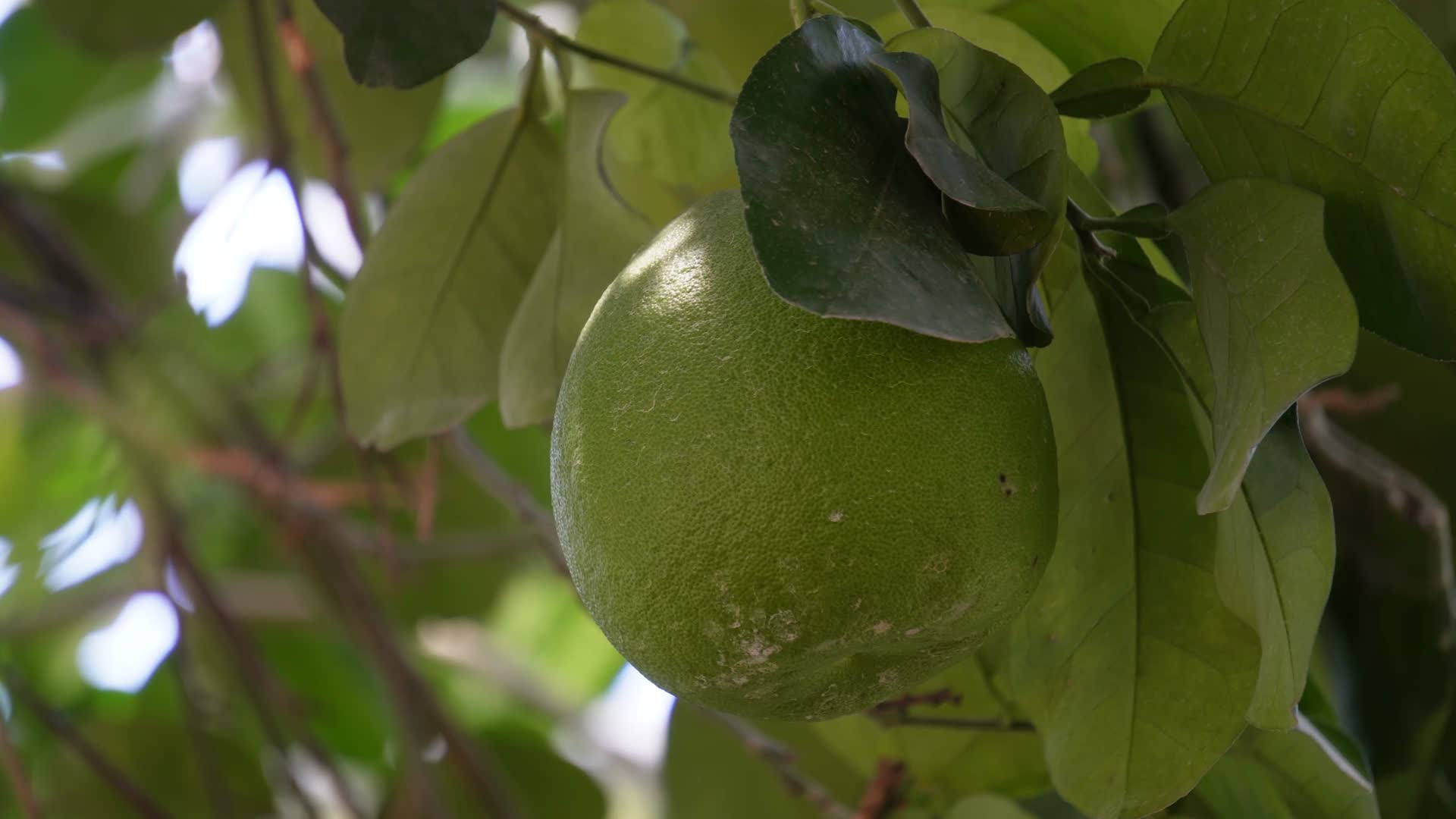 文旦青柚子水果果农硕果累累视频的预览图