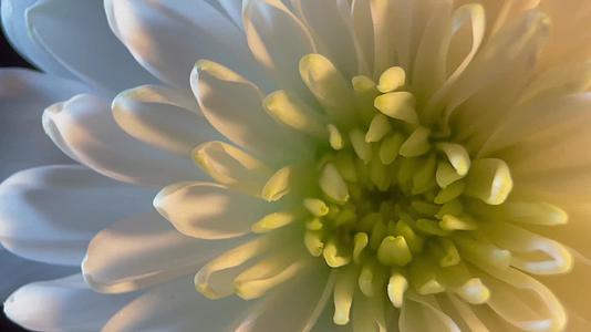 镜头合集鲜花摄影白色菊花视频的预览图