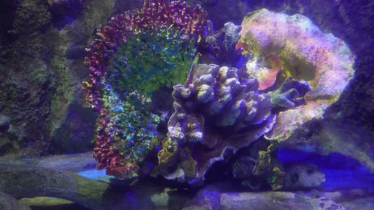 镜头合集珊瑚礁海洋礁石海缸造景视频的预览图