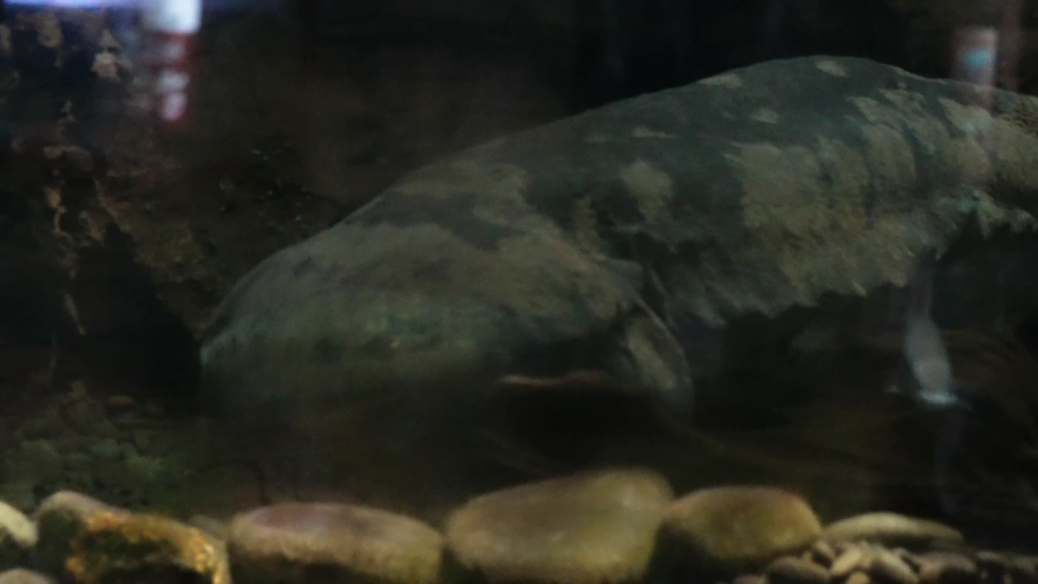 镜头合集水下娃娃鱼大鲵保护动物濒临灭绝视频的预览图