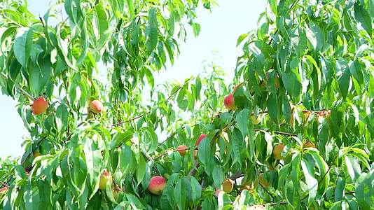 桃树上结满了水蜜桃电商视频
直播带货
实拍视频
高清实拍视频
4k视频
视频的预览图