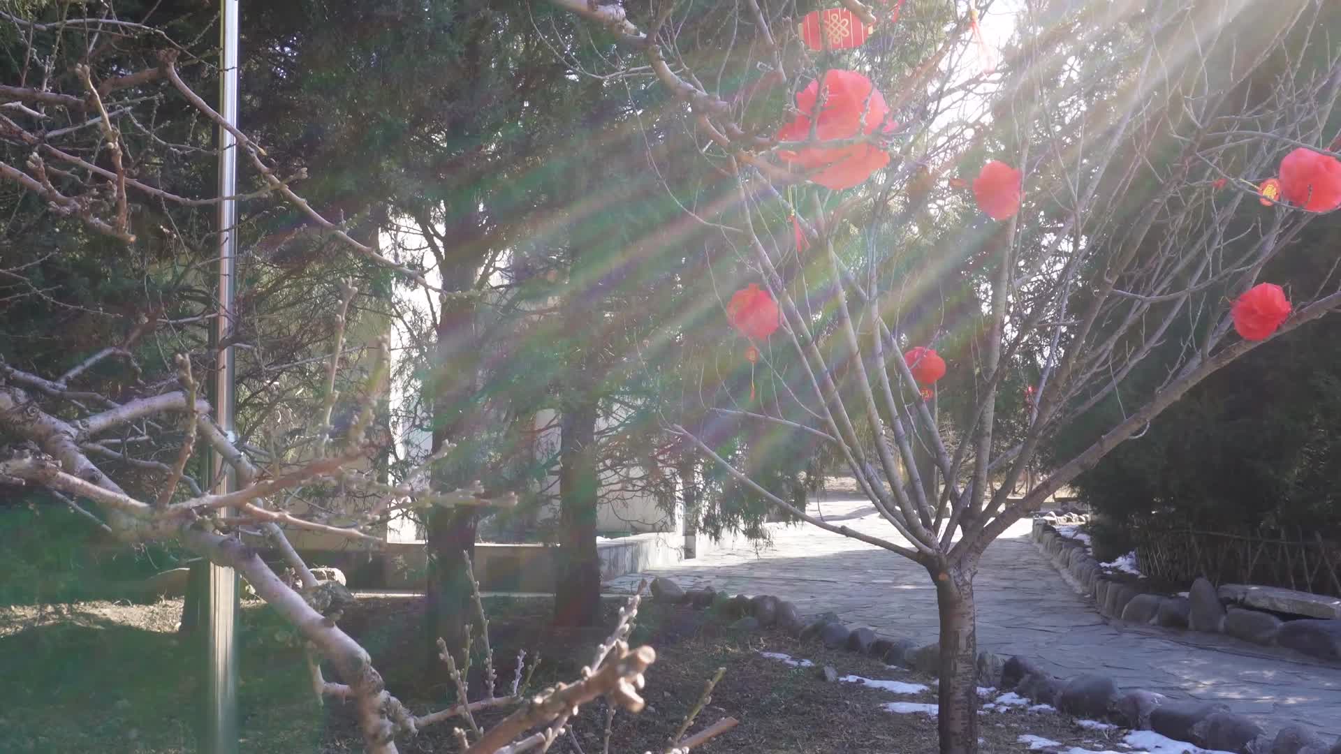 镜头合集龙爪槐树上绿化带挂灯笼喜庆春节气氛视频的预览图