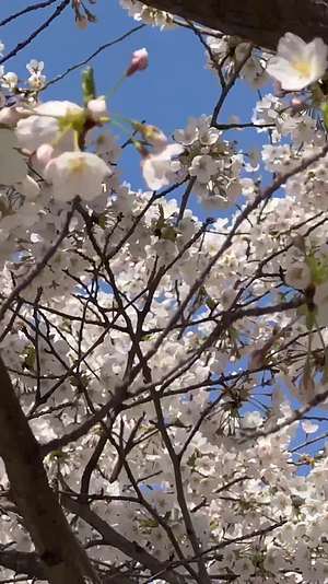 镜头合集樱花开放摇曳树枝上的樱花桃花视频的预览图