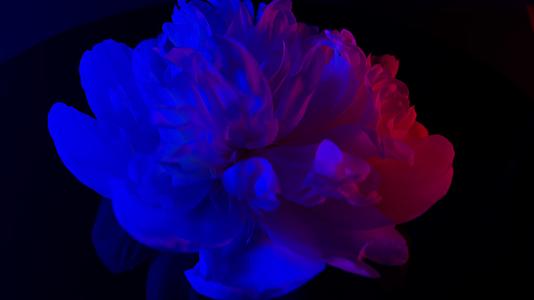 镜头合集梦幻红蓝光鲜花芍药洋牡丹视频的预览图