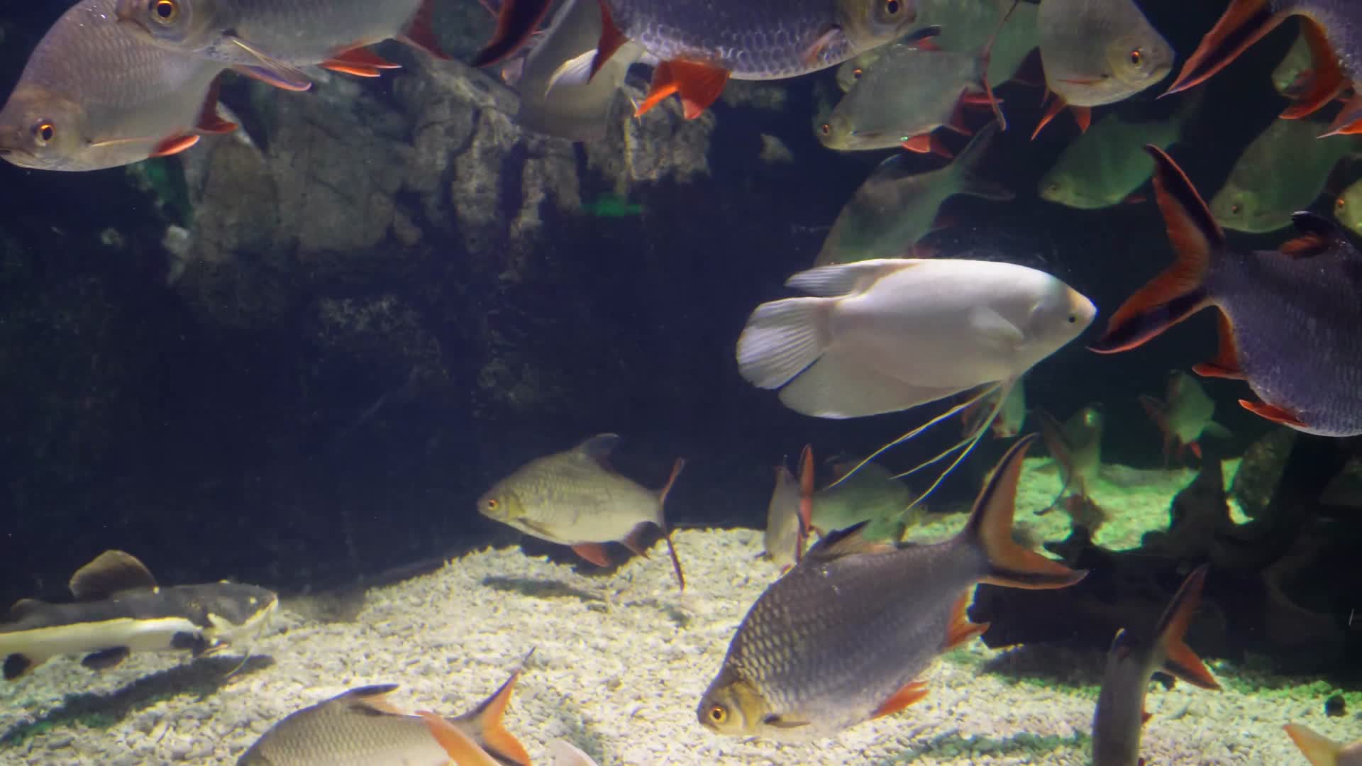 镜头合集鲫鱼热带鱼雨林鱼类水下食人鱼视频的预览图