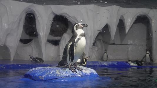 镜头合集南极企鹅站立海洋馆动物园视频的预览图