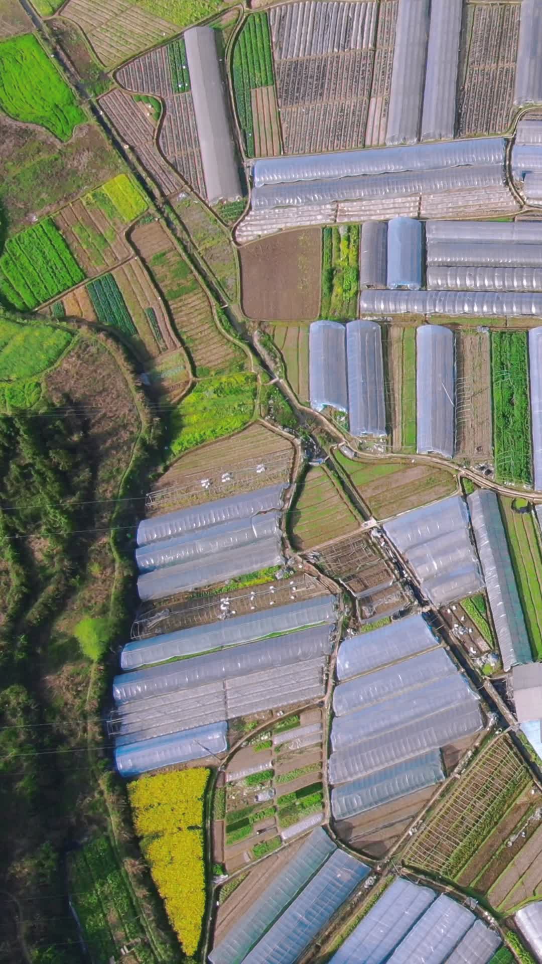 俯拍农业种植大棚蔬菜视频的预览图