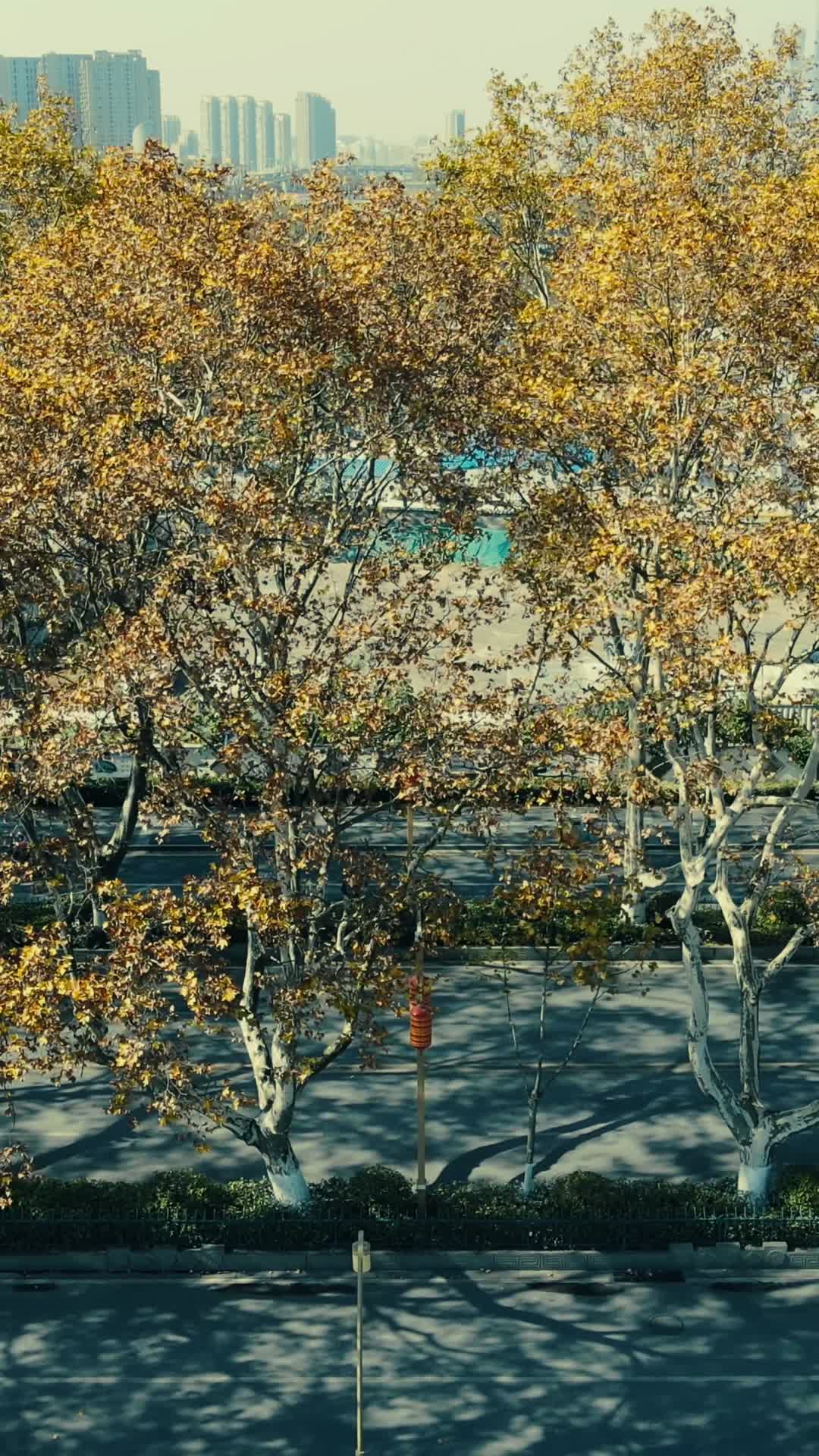 城市航拍南京秋天枯黄法国梧桐视频的预览图