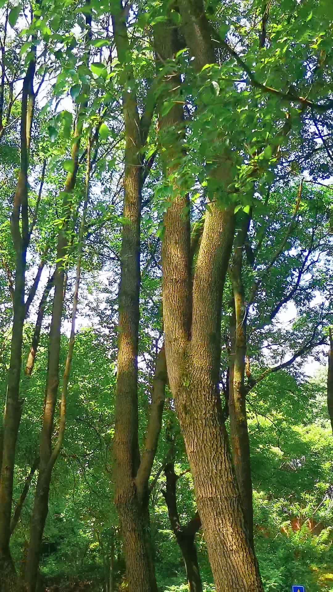 航拍笔直树林植物视频的预览图