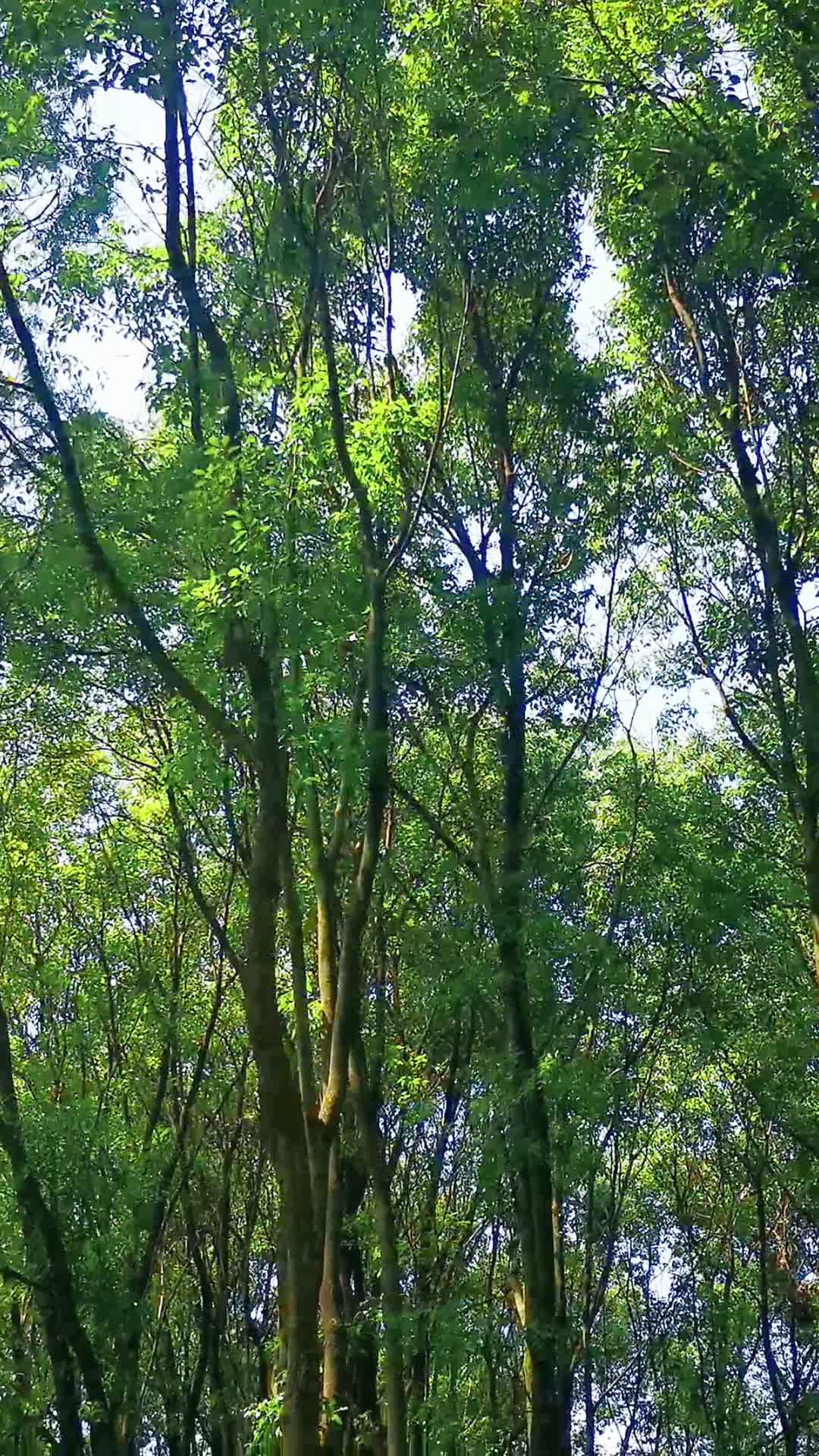 航拍笔直树林植物视频的预览图