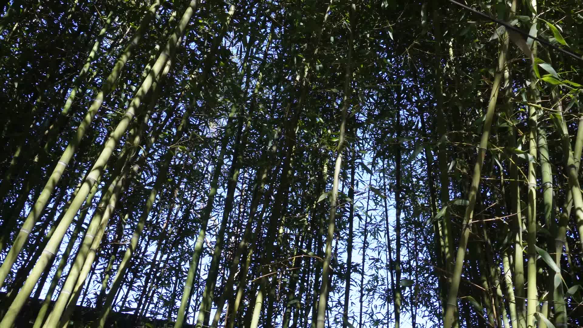 镜头合集竹子竹林竹叶绿叶绿竹君子竹紫竹院视频的预览图