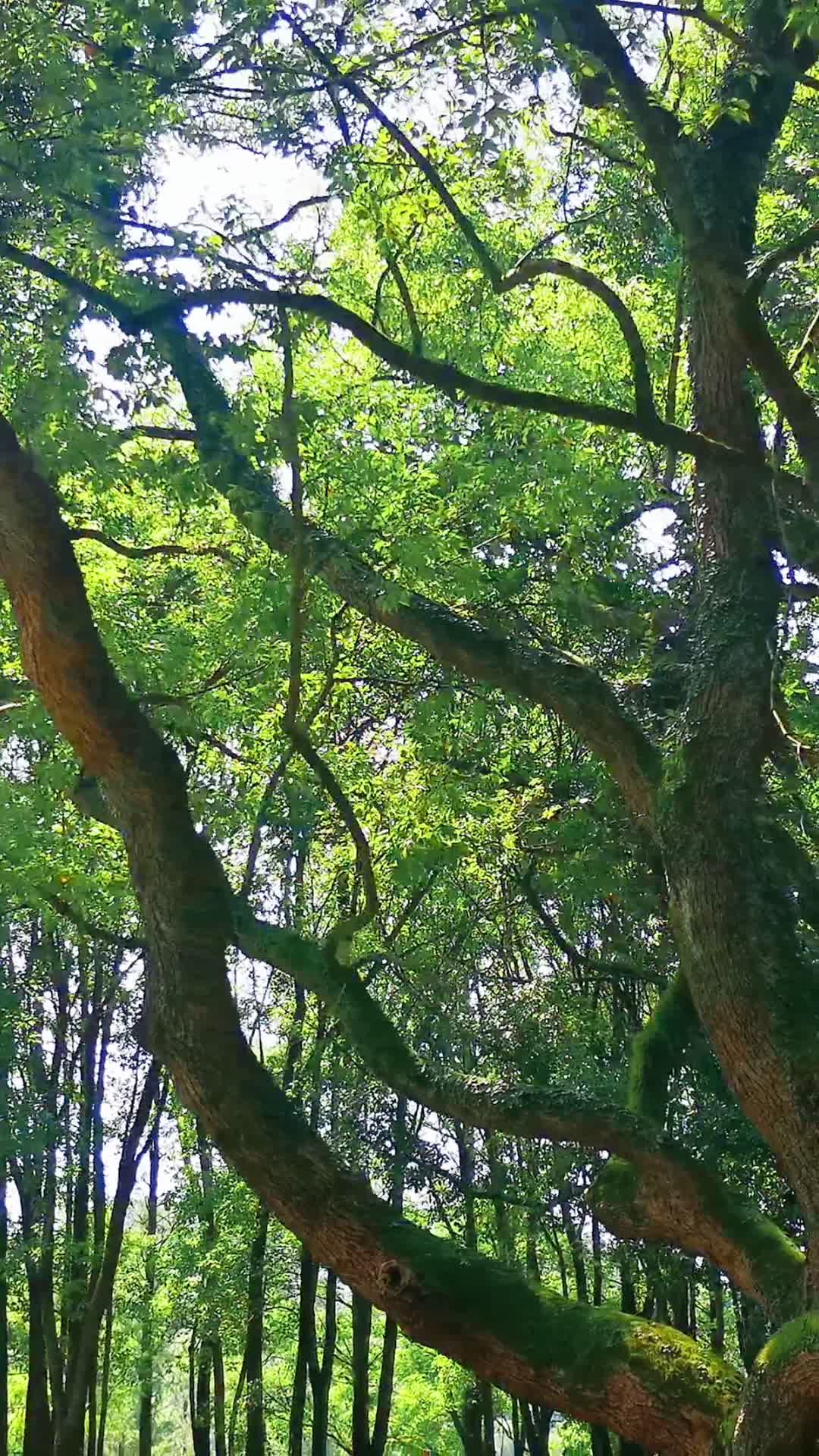 茂密绿色植物树枝树叶竖屏视频的预览图
