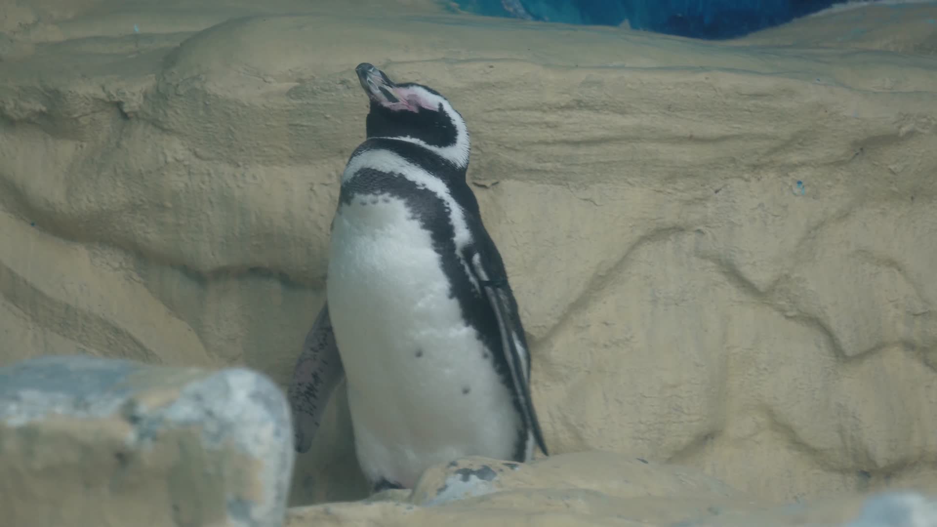 镜头合集南极企鹅帝王企鹅动物园水族馆视频的预览图