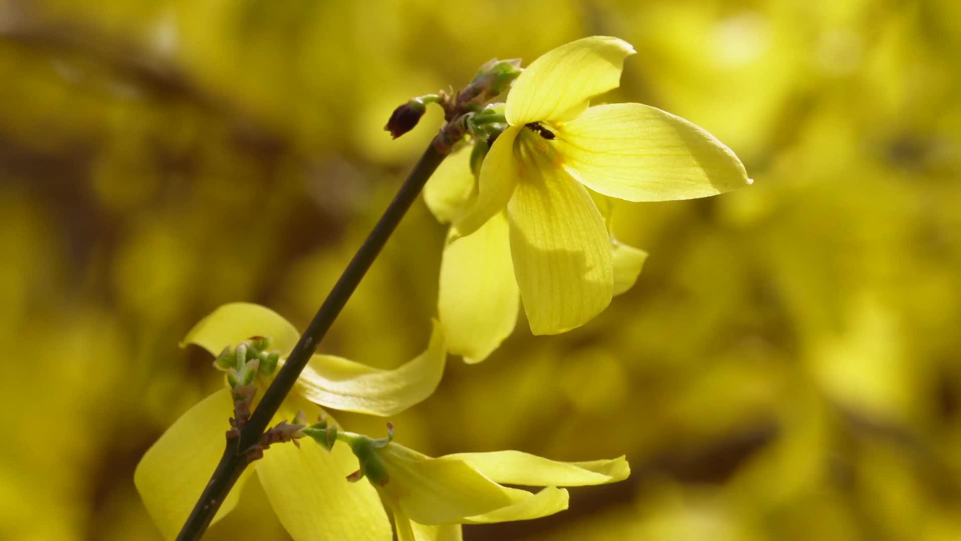 镜头合集特写迎春花连翘报春花黄色花朵视频的预览图