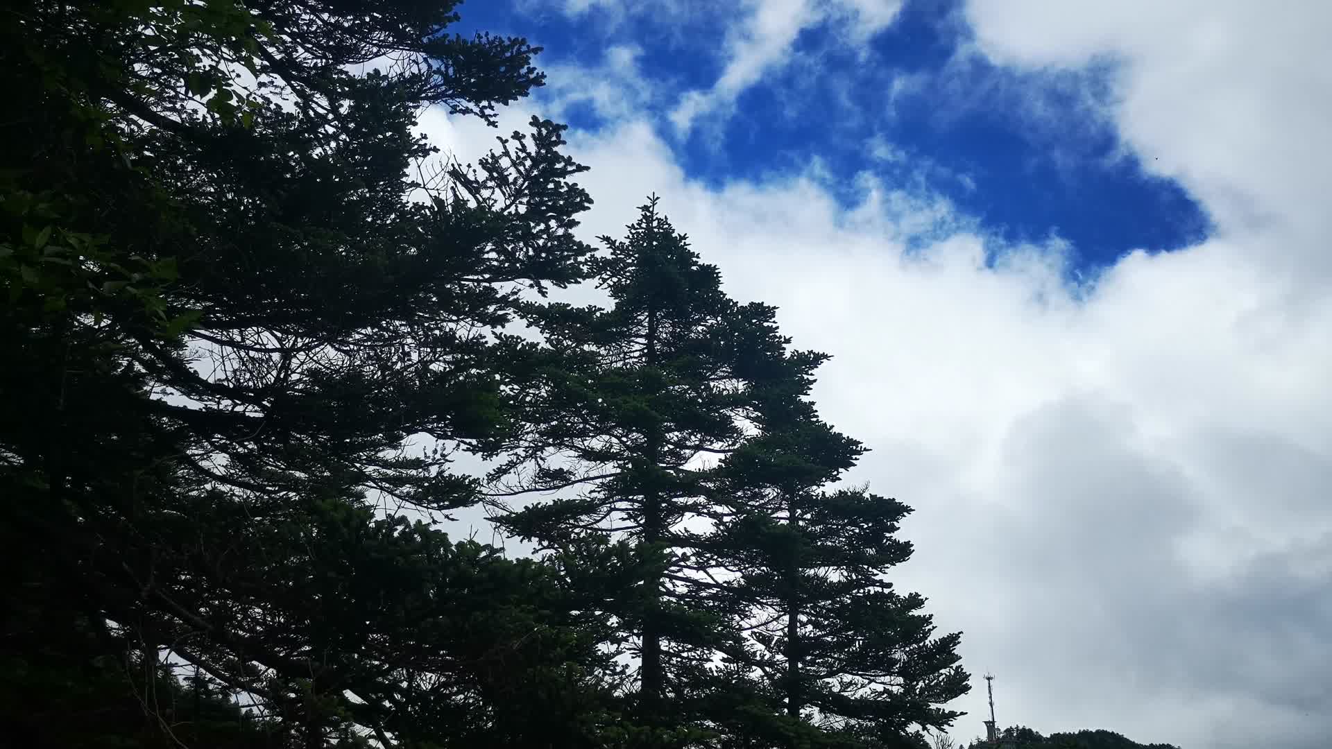湖北神农架茂密植物树枝树叶视频的预览图