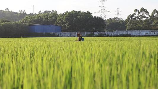 1080P夕阳下乡村风光农民穿梭稻田里喷洒农药视频的预览图
