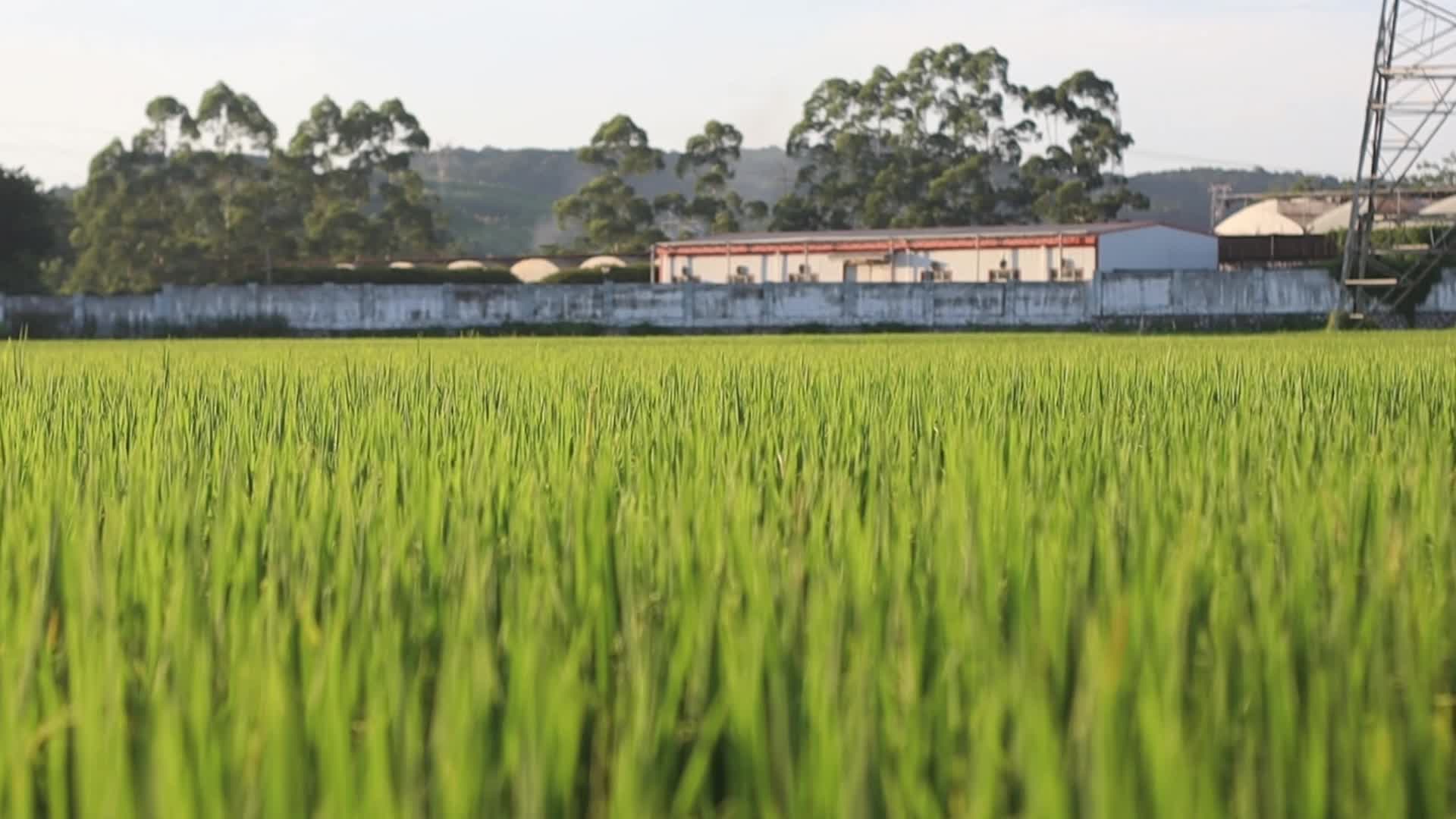1080P大片稻田视频的预览图