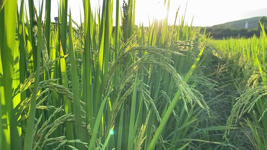 1080P夕阳下乡村风光大片稻田农民喷洒农药升格视频的预览图