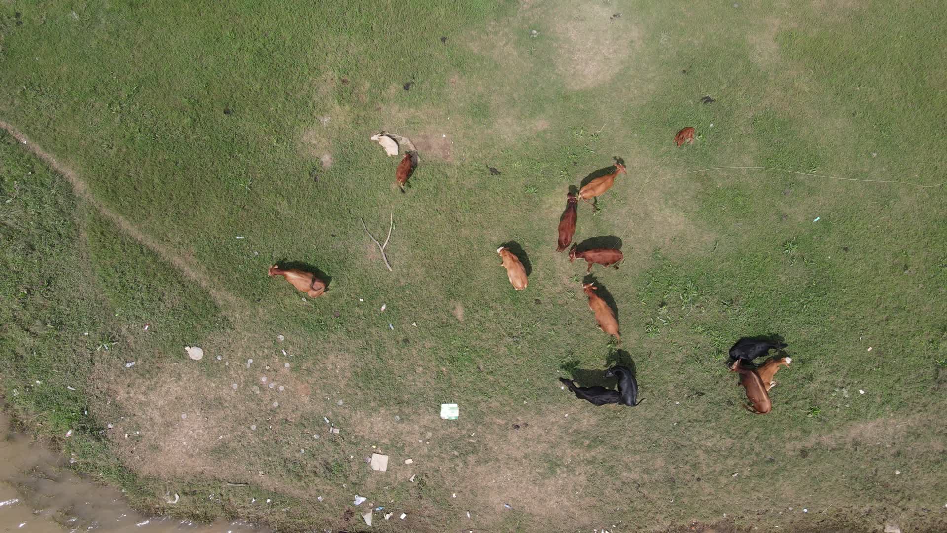 航拍动物羊群吃草视频的预览图