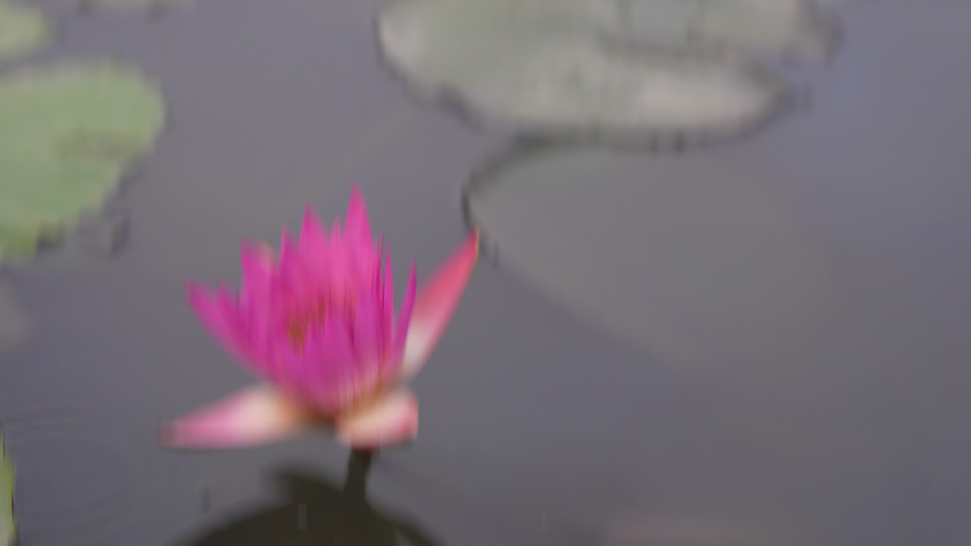 雨中的粉色水莲花视频的预览图