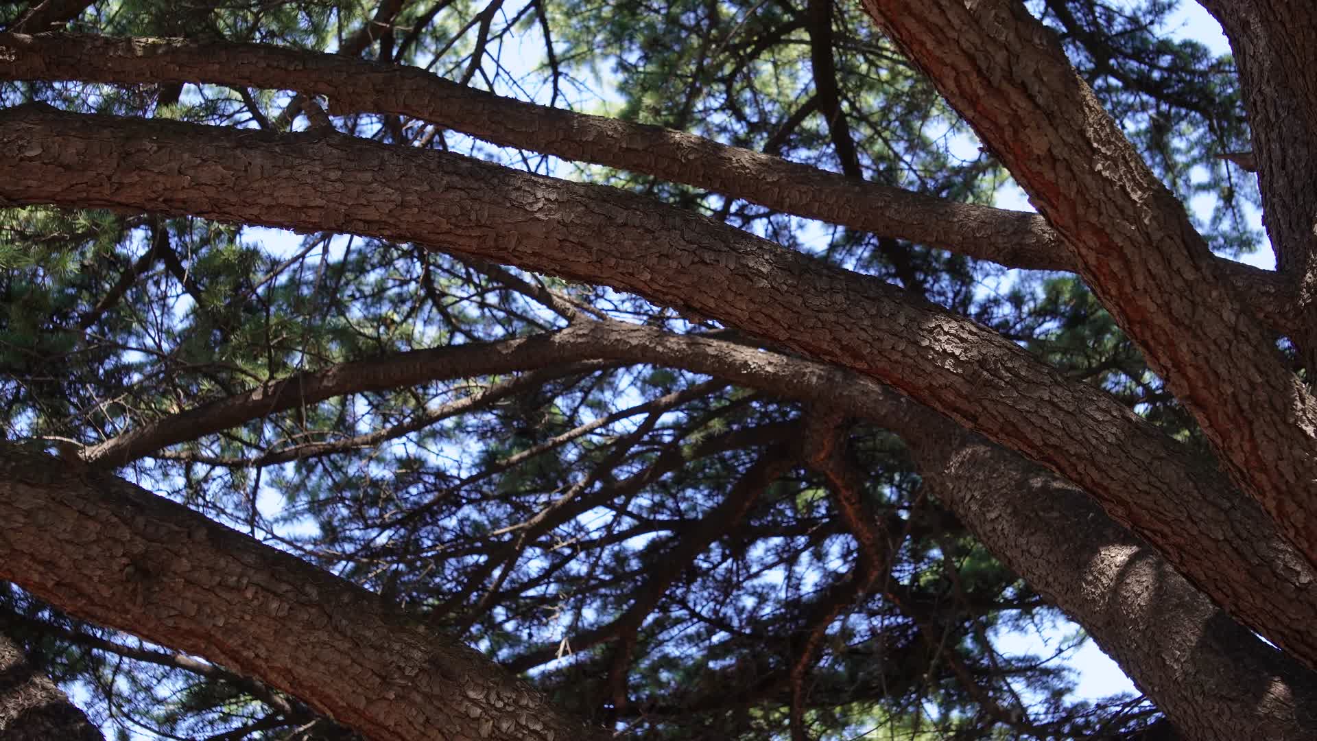 古树古柏松柏松树树干视频的预览图